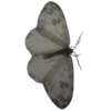 🦋
