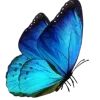 🦋