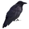🐦‍⬛