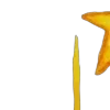 🌟