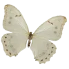 🦋