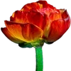 🌺