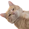 😼