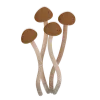 🍄‍🟫