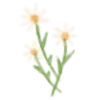 🌼