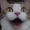 🐈