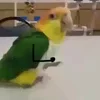 🦜