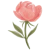 🌷
