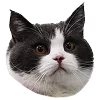 🙀