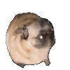 🐶