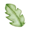 🍃