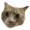 🐱