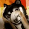🐕