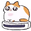🐱