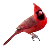 🦜
