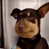 🥺
