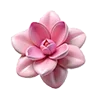 🌺