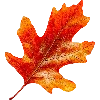 🍁