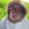 🐒