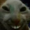 видеоэнимал — Telegram emoji pack