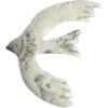 🕊️