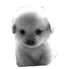 🐾
