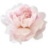 🌸
