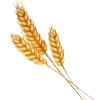 🌾