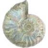 🐚
