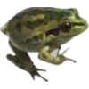 🐸