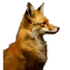 🦊