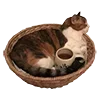 🐈