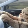 🚘