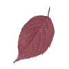 🍃