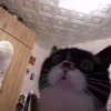 😼