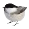 🕊️