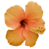 🌸