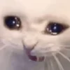 видеоэнимал — Telegram emoji pack