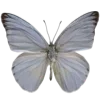 🦋