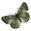 🦋