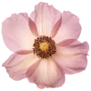 🌸