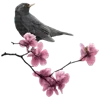 🪷