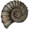 🐚