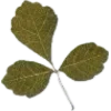 ☘️