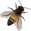 🐝