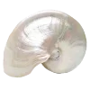 🐚