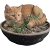 🐈