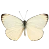 🦋