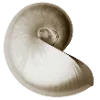 🐚