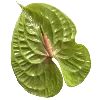 🌿